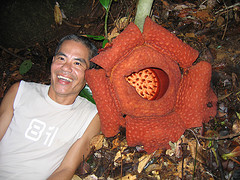 gunung rafflesia